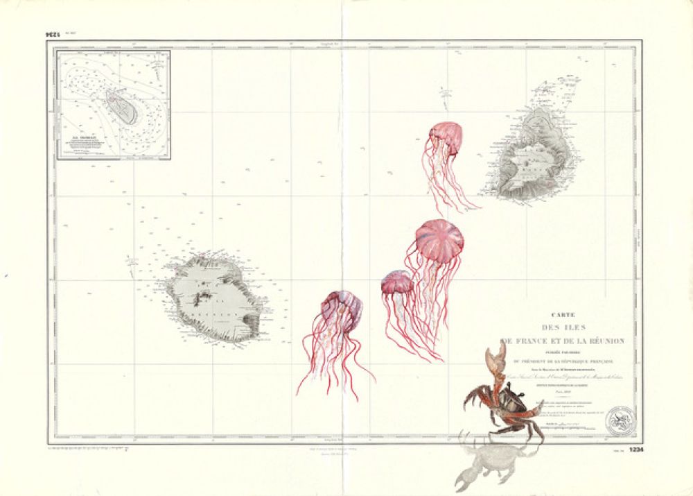 Méduses et crabe de Terre sur l'île de la Réunion