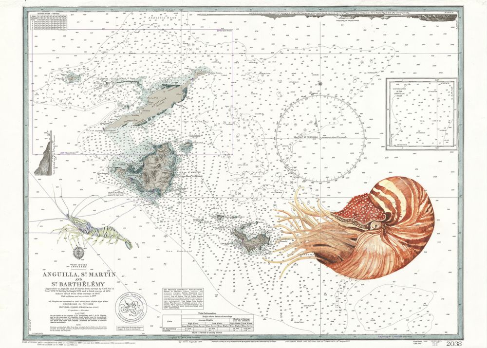 Nautilus et crevette aux Antilles